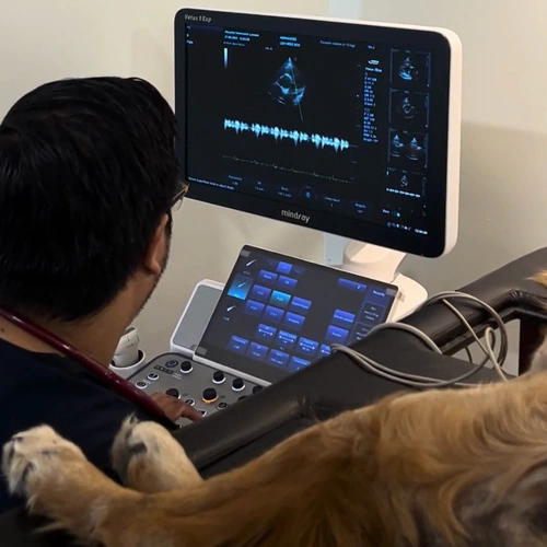 Cardiología veterinaria en Lomont