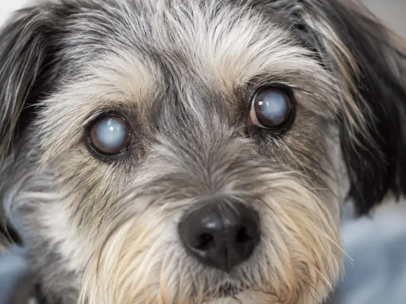 Perro con cataratas en ambos ojos: opacidad blanca azulada del cristalino que nubla la visión