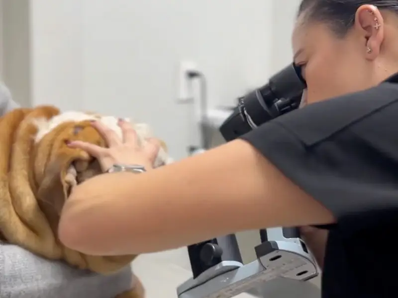 Oftalmóloga veterinaria de Lomont® examinando el ojo de un perro bulldog con lámpara de hendidura en consulta de oftalmología veterinaria