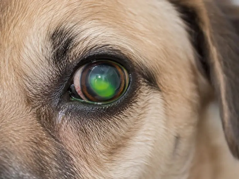 Úlcera corneal en perro: ojo teñido con fluoresceína que revela en verde brillante la lesión en la córnea