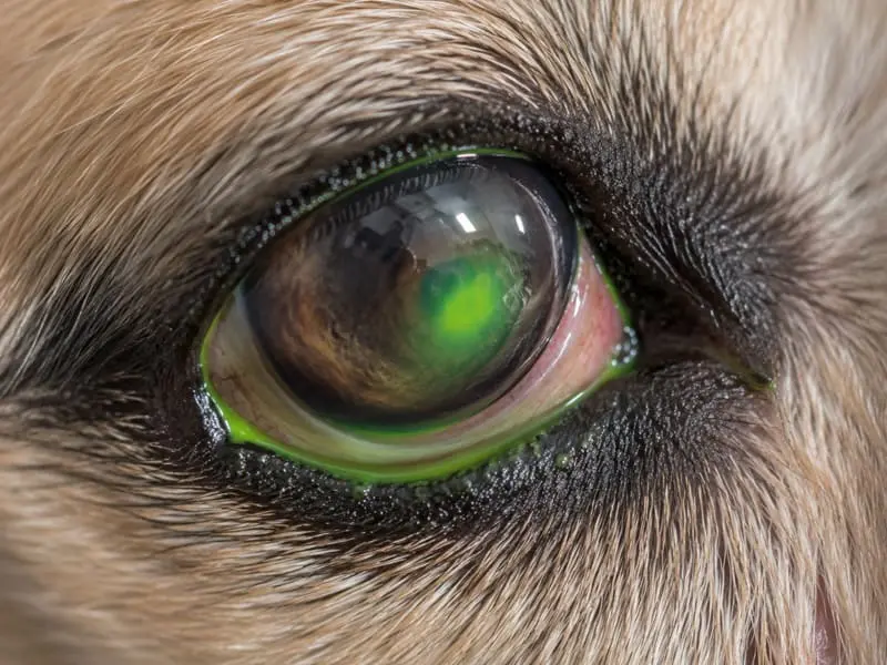 Ojo irritado de un perro con úlcera corneal marcada con fluoresceína, un caso que requiere atención veterinaria urgente