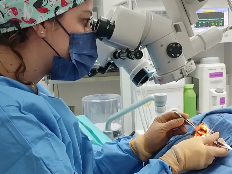 Cirujana veterinaria de Lomont® operando el ojo de una mascota con microscopio quirúrgico durante una urgencia ocular