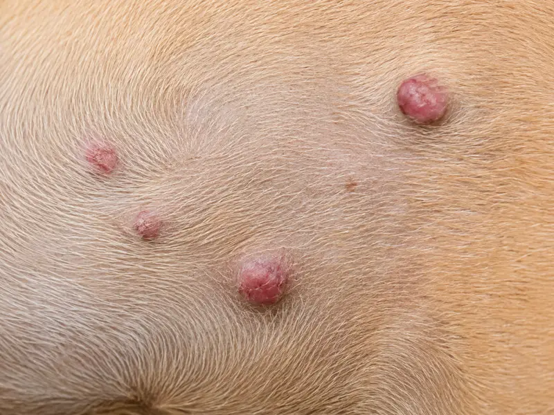 Mastocitoma en perro: varios bultos rojizos en la piel, tumores de células cebadas que requieren valoración veterinaria