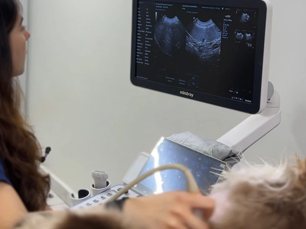 Oncología veterinaria en Lomont®