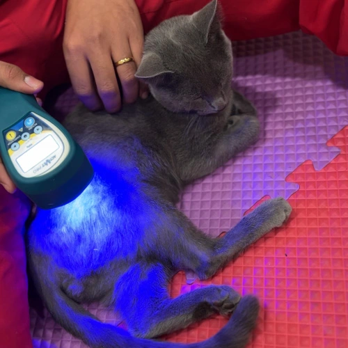 Rehabilitación y fisioterapia veterinaria Lomont