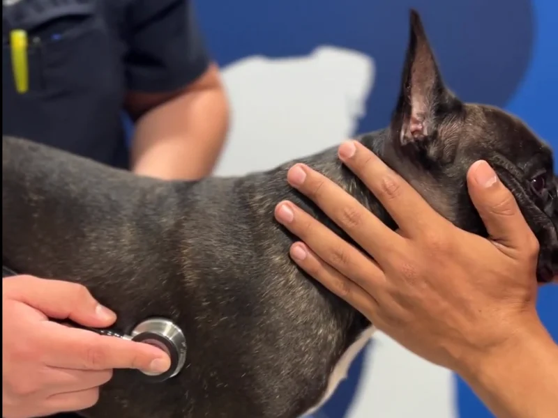 Médico veterinario de Lomont® auscultando el corazón de un bulldog francés con estetoscopio durante la consulta de cardiología