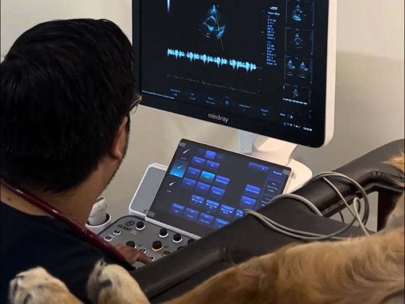 Cardiólogo veterinario de Lomont® realizando un ecocardiograma a un perro despierto, con la imagen del corazón en movimiento en el monitor del ecógrafo
