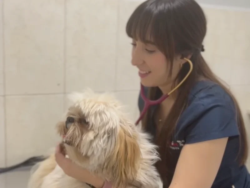 Médica veterinaria de Lomont® revisando a un shih tzu en consulta de dermatología veterinaria
