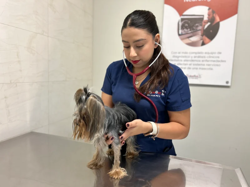 Médica veterinaria de Lomont® revisando a un yorkshire terrier sobre la mesa de exploración durante la valoración