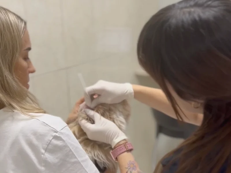 Médica veterinaria de Lomont® tomando una muestra con hisopo a un perro durante la valoración dermatológica